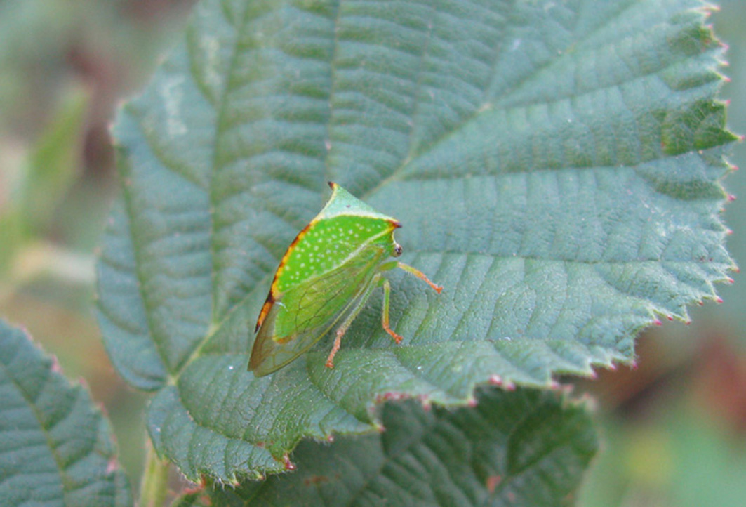 strano  insetto verde: Stictocephala bisonia dal Lazio